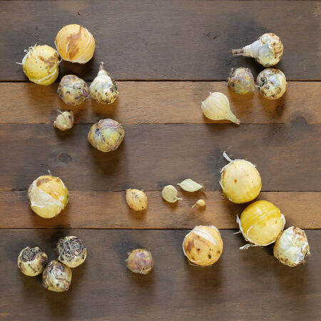 Giant Mix, Allium - 4 Bulbs image number null